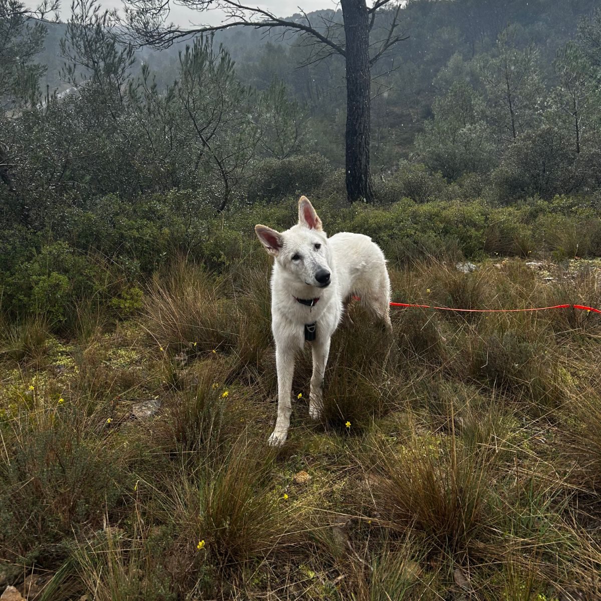 Balade sécurisé en pleine nature pour ce beau j-chien berger blanc suisse dans la région de Aix-Marseille
