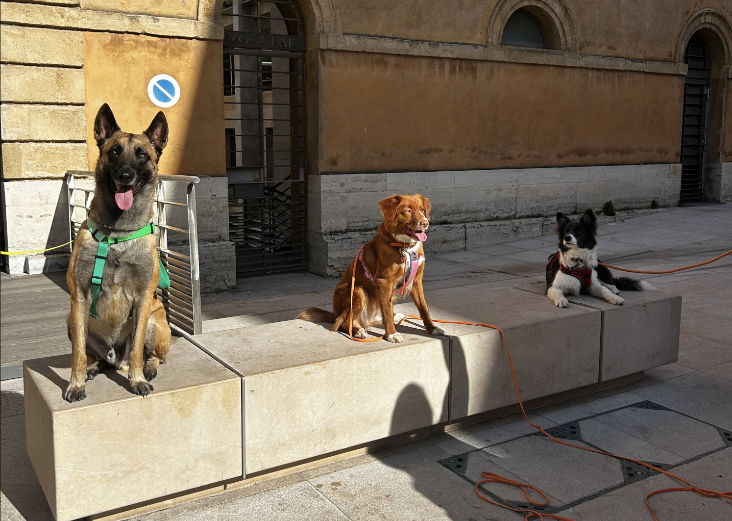 toutou-citadin-promenade-educative-en-ville-aix-marseille