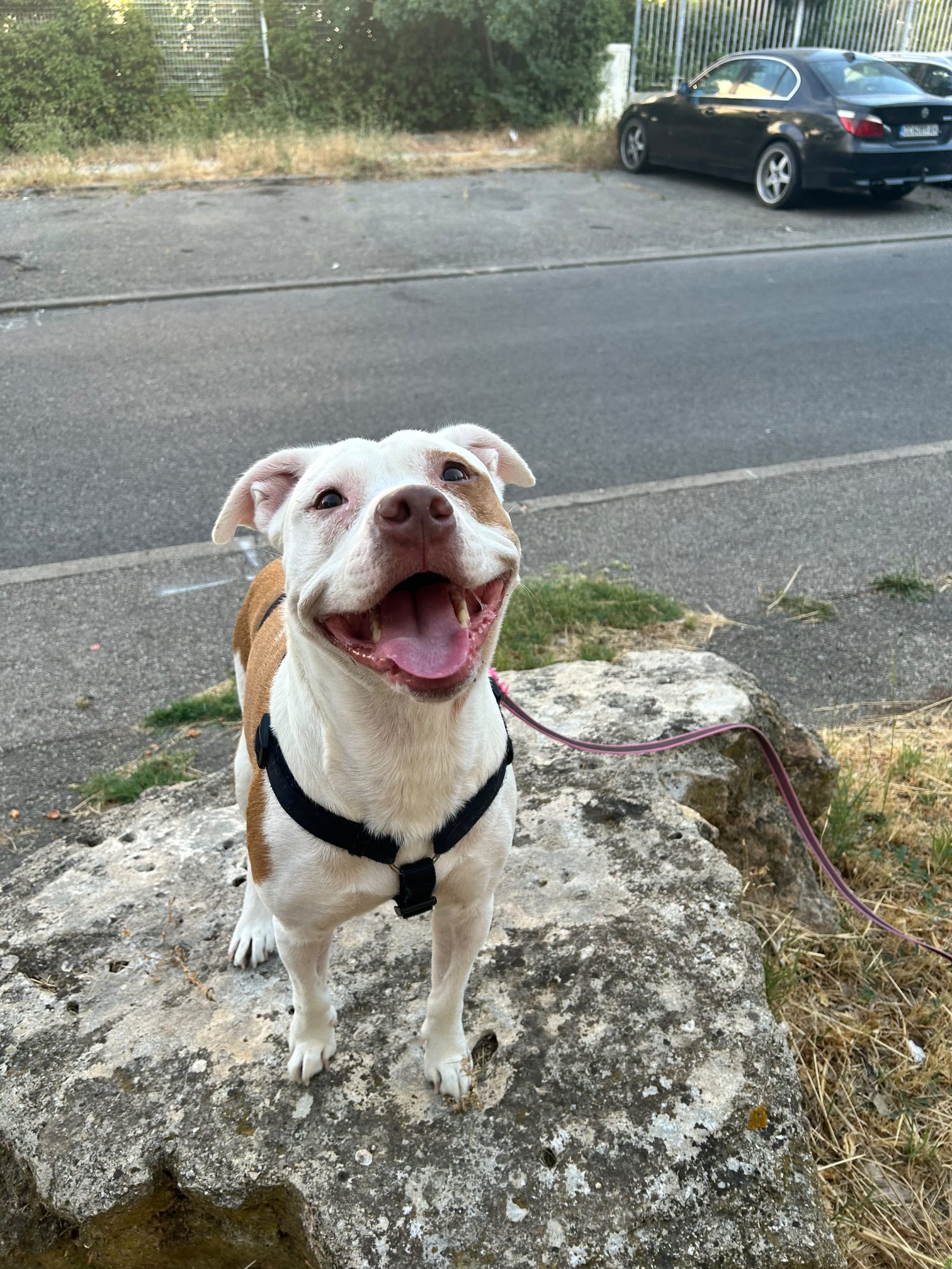 motiv-canine-avis-clients-petsitting-recommandations-saika-staff