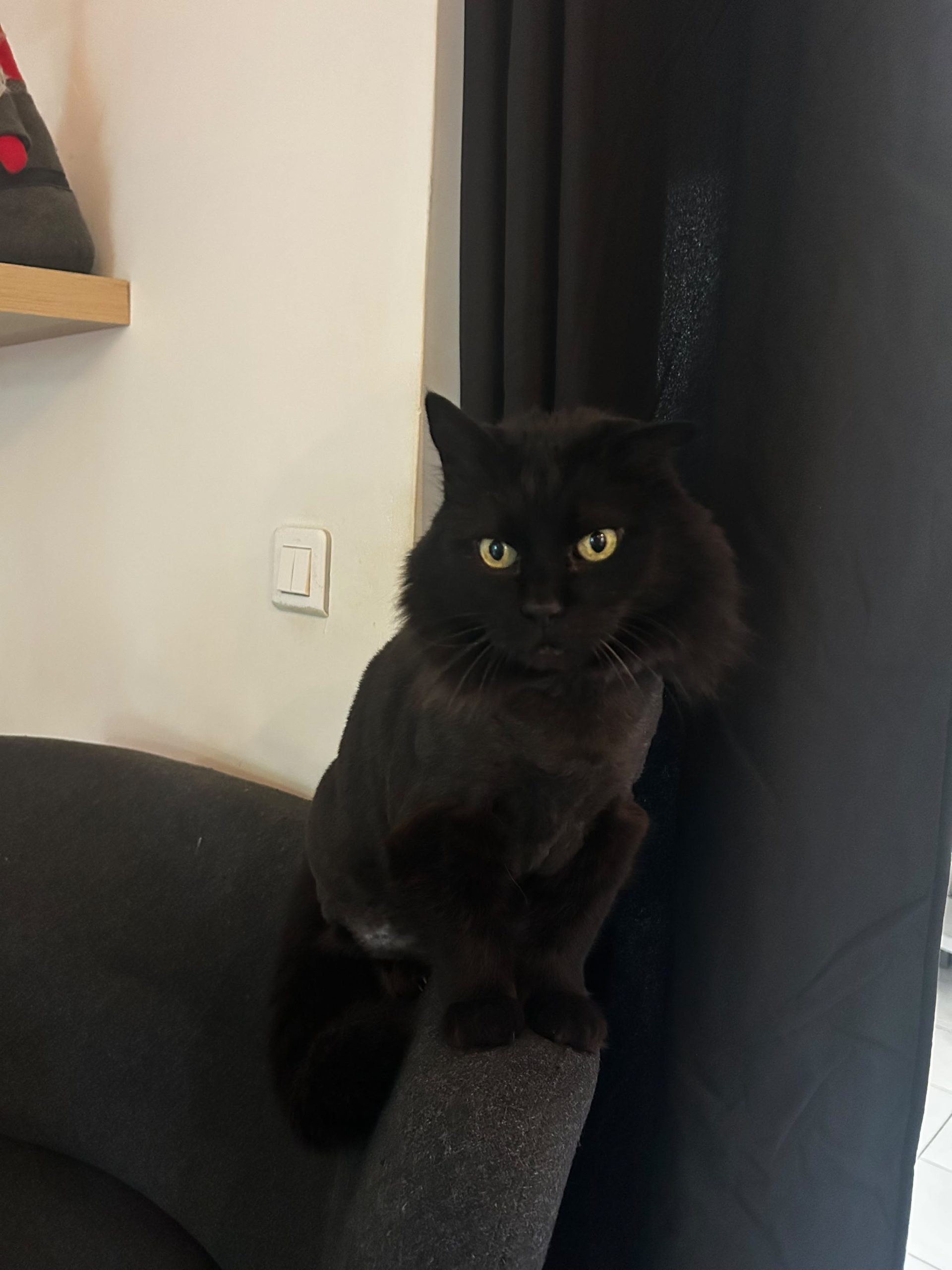 motiv-canine-garde-domicile-chat-chachou-aix-en-provence