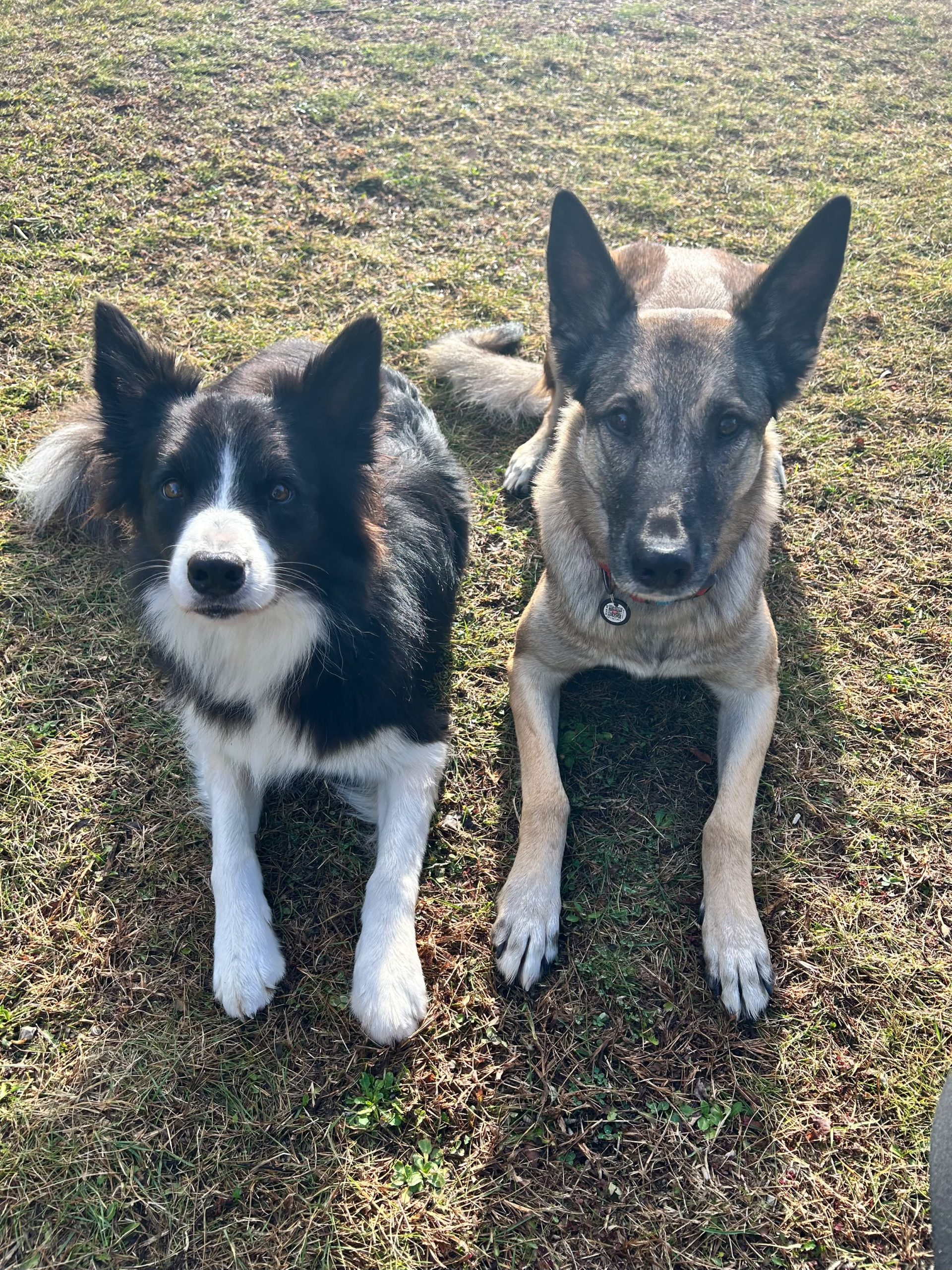 motiv-canine-pet-sitting-vitrolles-sky-taima-border-collie-malinois