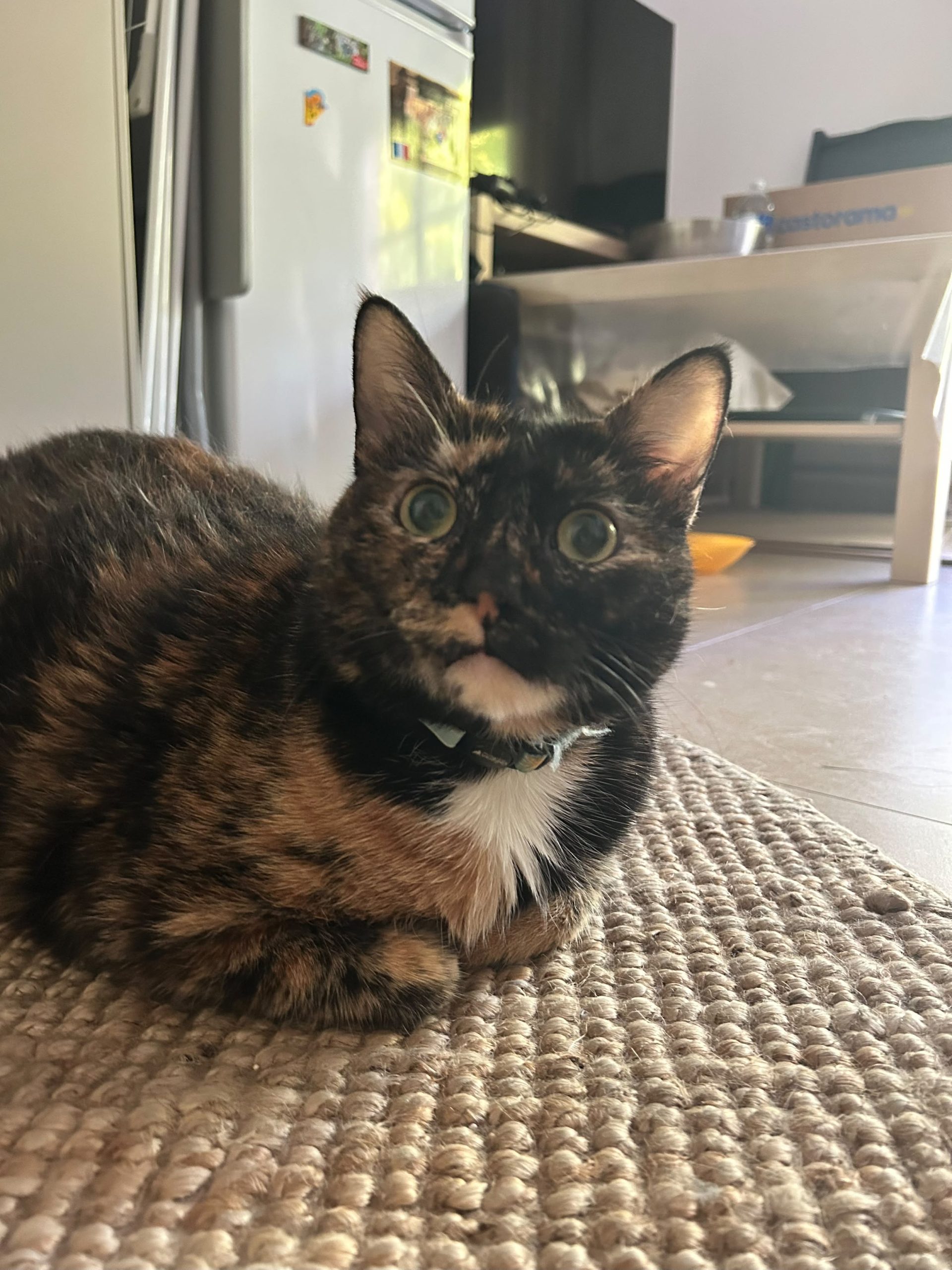 petsitter-chat-allauch-marseille-nala-le-chat
