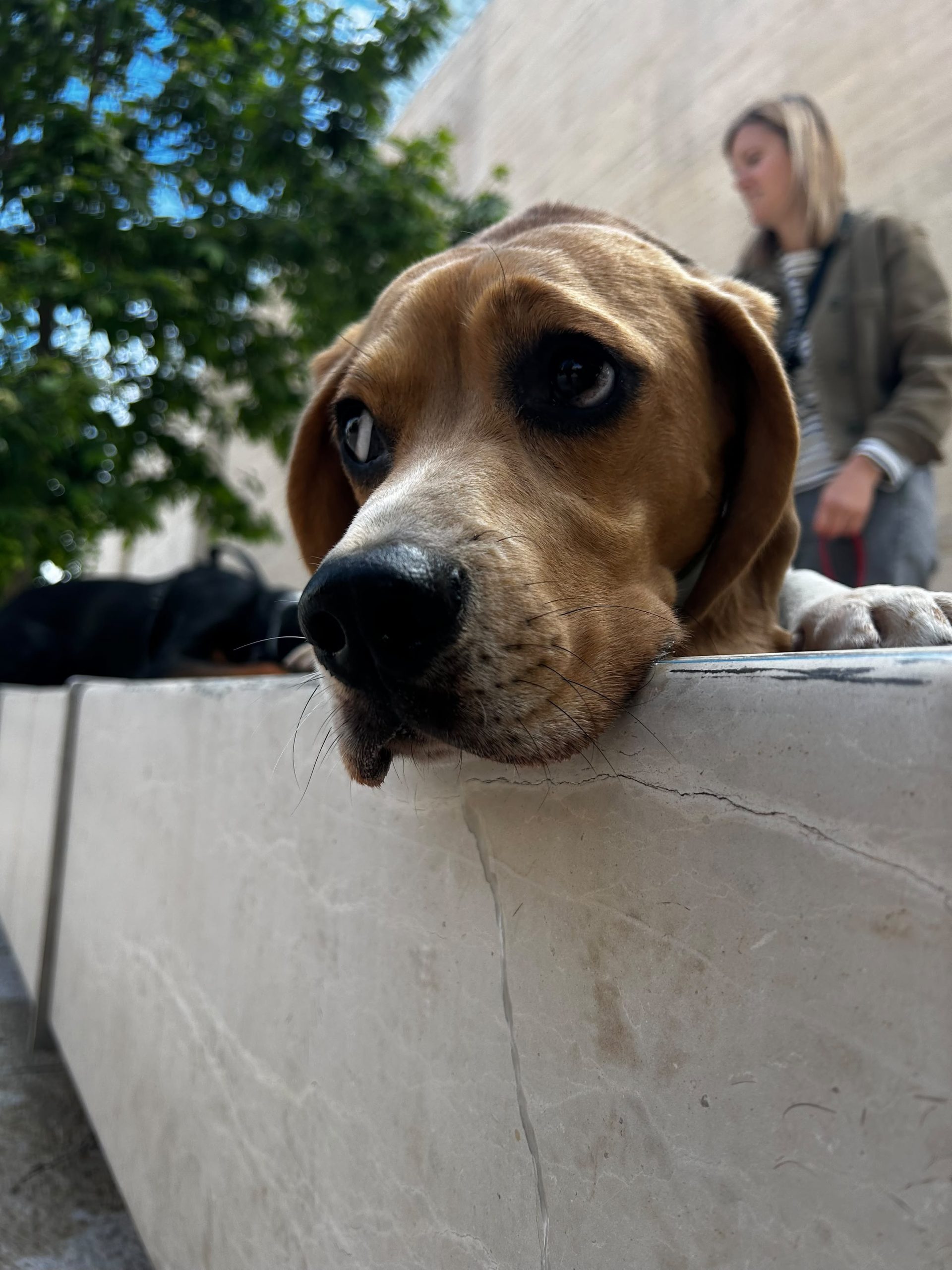 taz-beagle-toutou-citadin-balade-collective-aix-en-provence