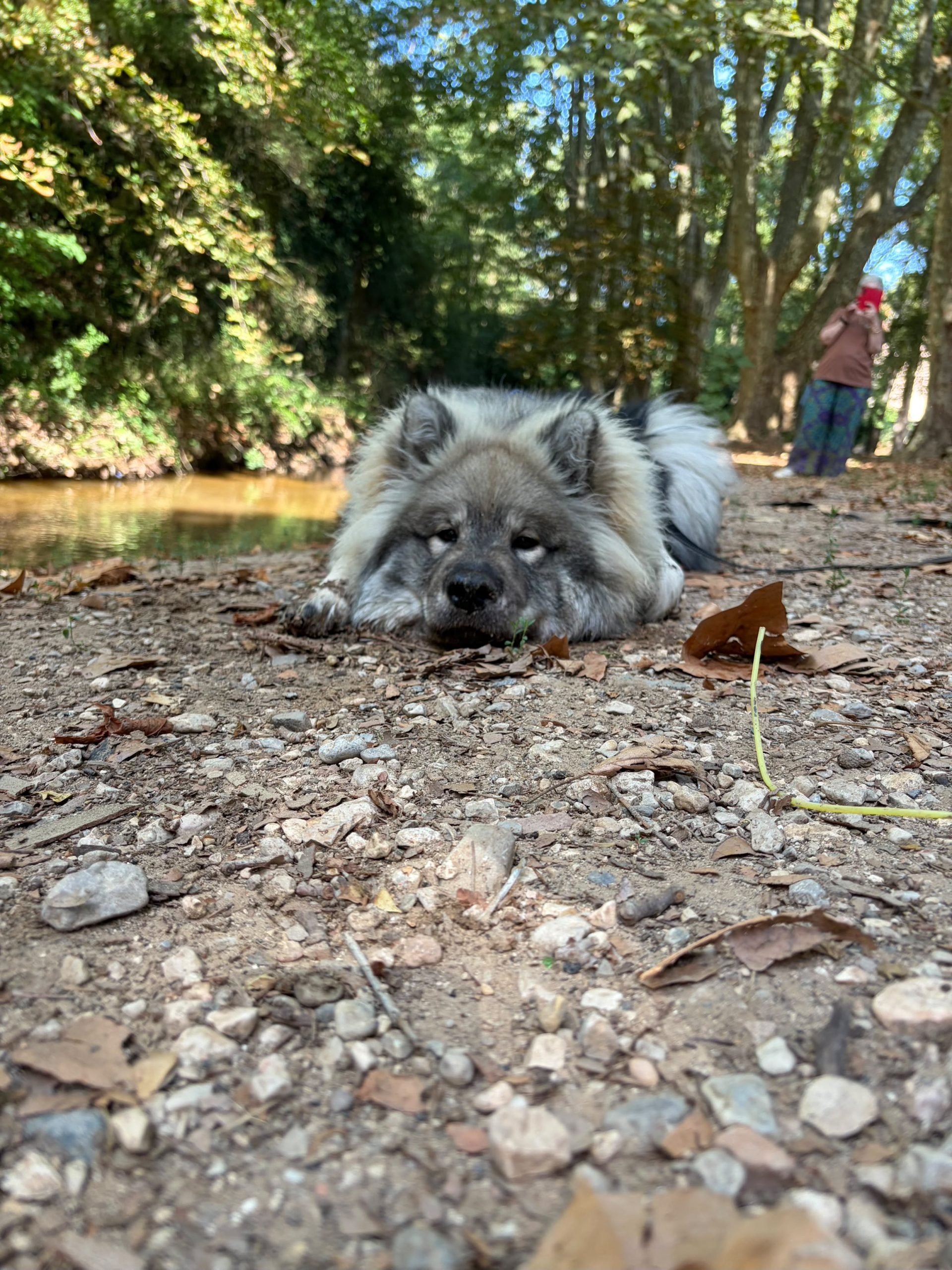 xavier-maiko-forfait-chiot-reperes-education-canine-aix-marseille
